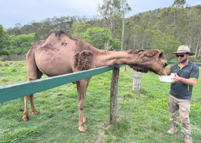 Camel Feeding Cedar Glen Farmstay