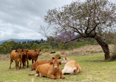 Cattle Farm Stay Scenic Rim