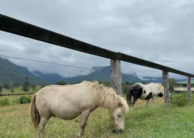 Comet and Rain Ponies Farmstay Scenic Rim