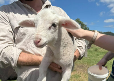 Lamb Feeding Cedar Glen Farmstay
