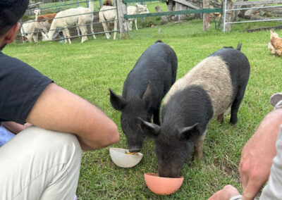 Piglets at Cedar Glen Farmstay